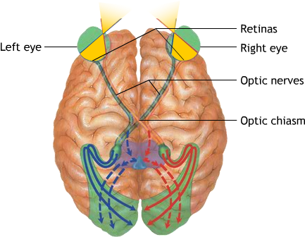 Main Pathwaysecond Pathway - Diagram (440x336)
