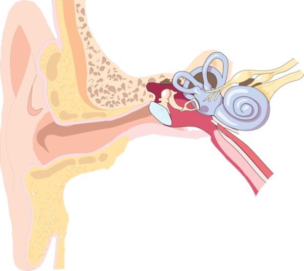 Ear-2426895 - Ear (595x530)