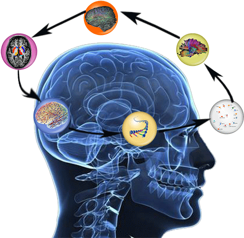 Nova Science Now: How Does The Brain Work Dvd (591x591)