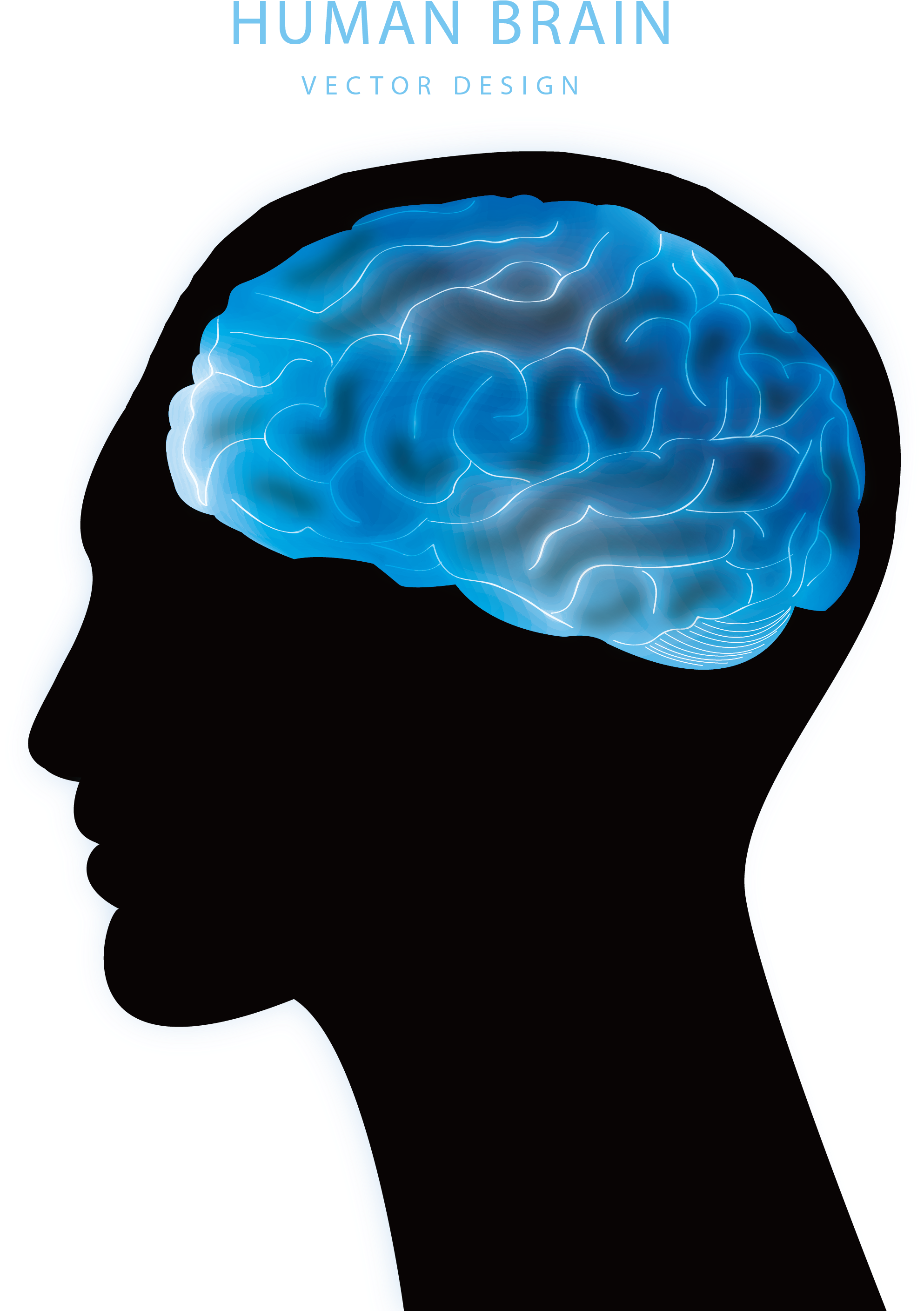 Blue Brain Project Agy Euclidean Vector - Brain (2598x2953)