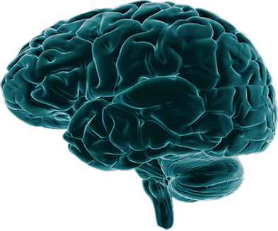 Brain Imaging Png (393x326)