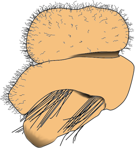 Clip Art (440x484)