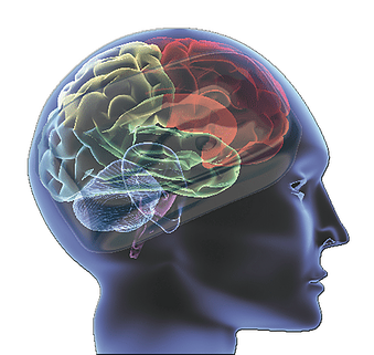 Amygdala And Prefrontal Cortex (376x346)