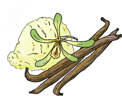 Vanilla - Illustration (452x452)