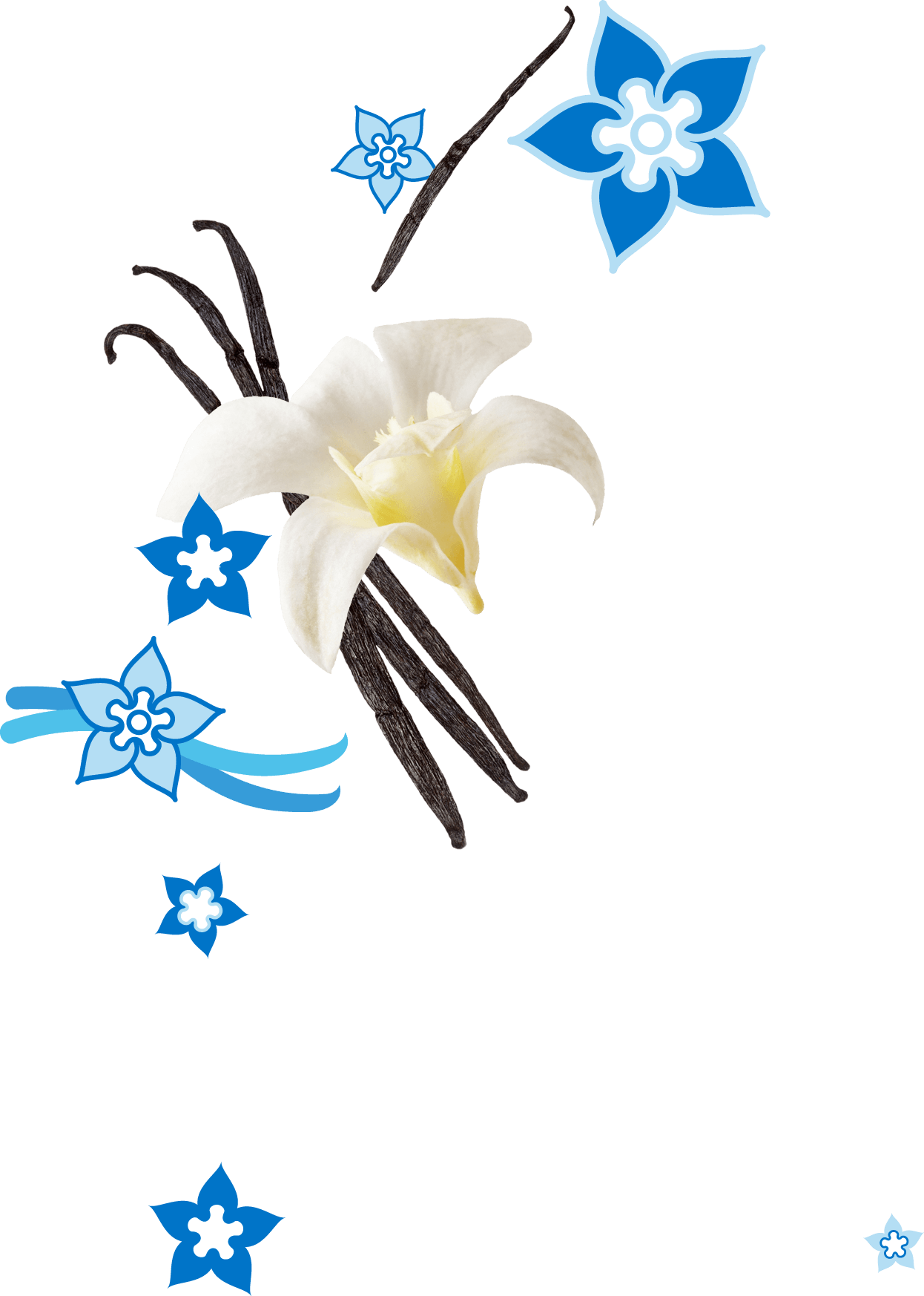 Vanilla - Bean - Vanilla - Bean (1246x1746)