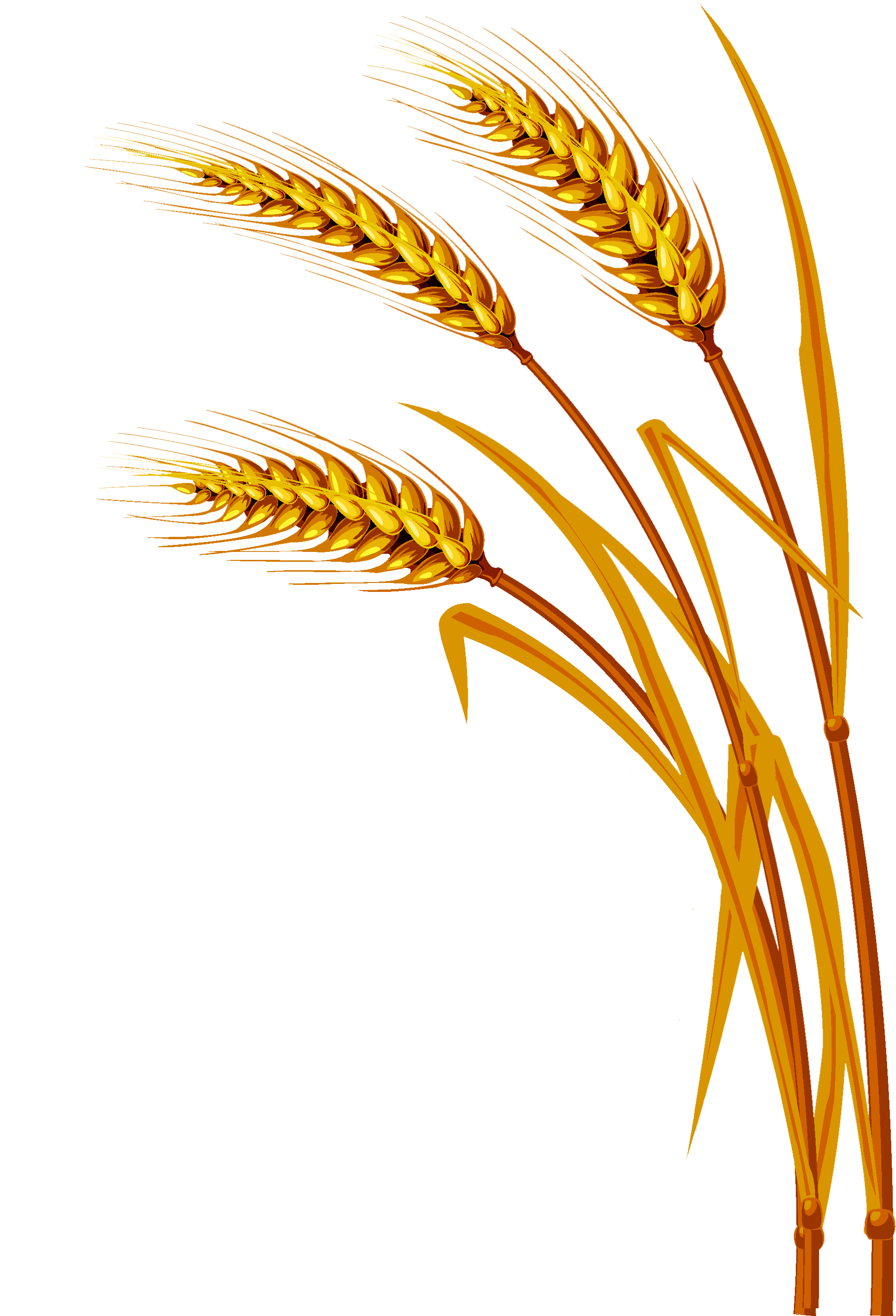 Wheat Png - Free Vector Wheat (2820x2807)