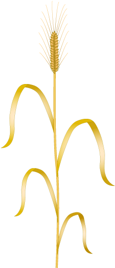 Wheat Togopic - Wheat Togopic (272x551)
