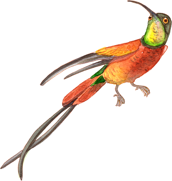 Bleed Area May Not Be Visible - Macaw (600x651)