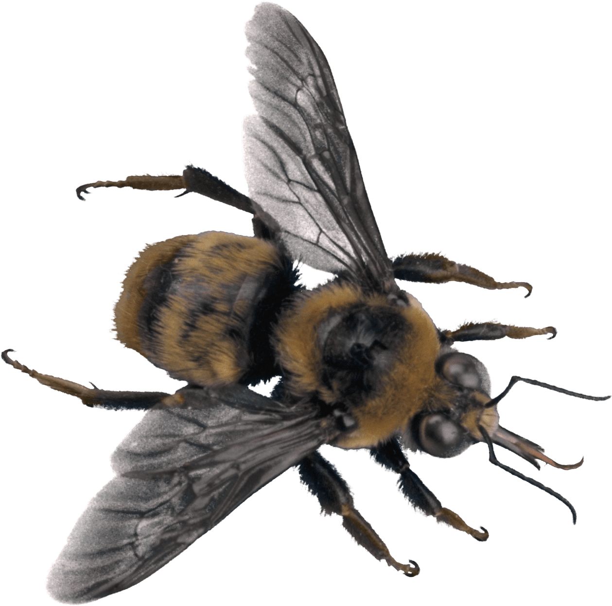 Bee Top - Bee (1258x1291)