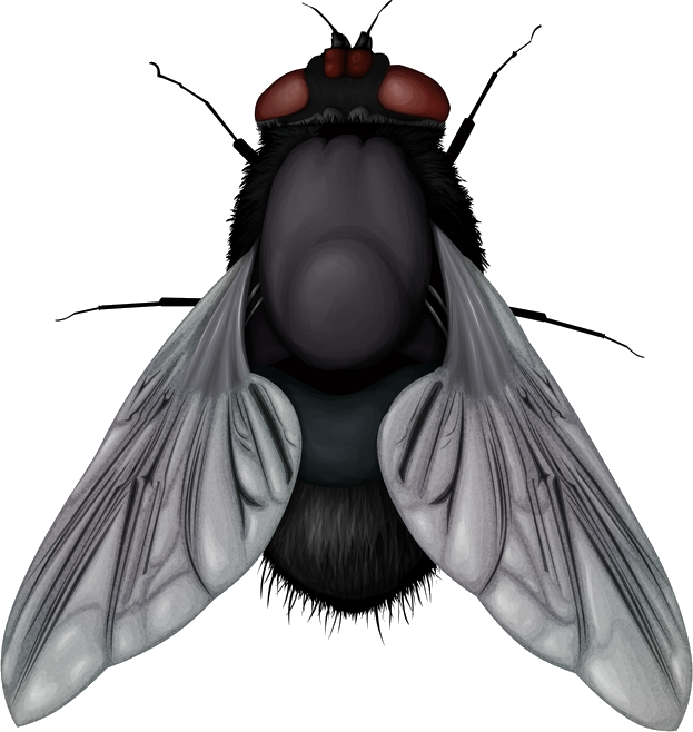 Fly Png Image - Fly Vector Png (623x658)