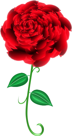 Garden Roses (353x499)