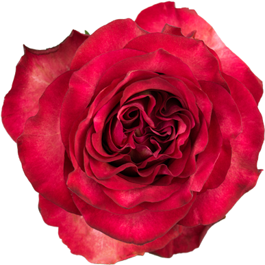 Rose Diabolo (500x500)