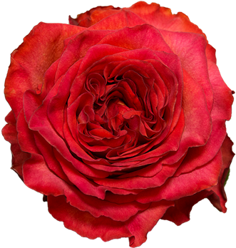 Floribunda (500x500)