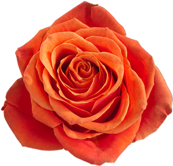 Garden Roses (500x500)