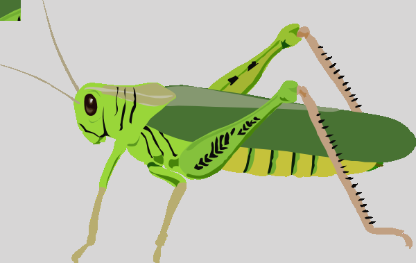 Grasshopper Clip Art (600x379)