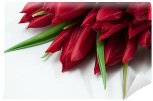 Tulip (400x400)