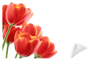 Tulip (400x400)