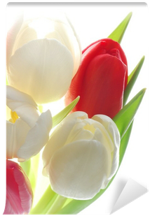 Tulip (400x400)