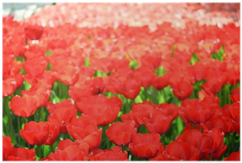Tulip (400x400)