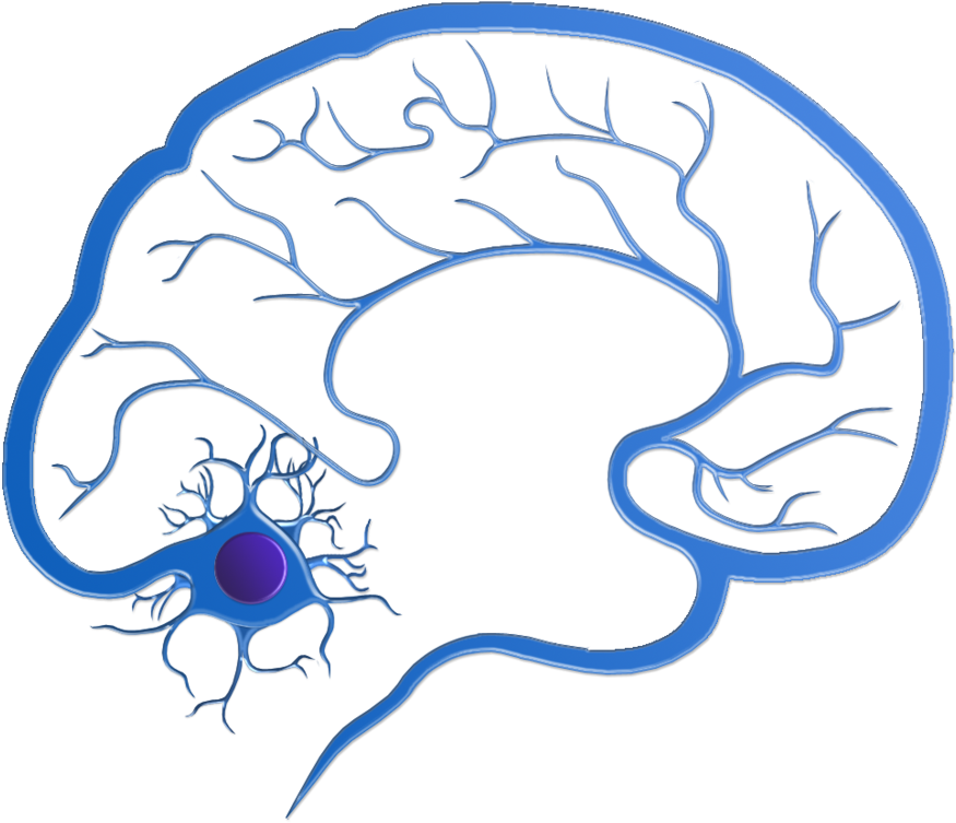 Neurology Overview - Neurology (900x771)