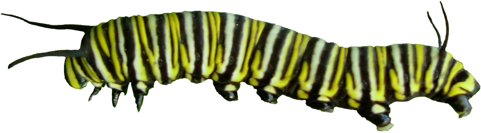 Caterpillar Clipart Transparent Background - Transparency (1635x507)