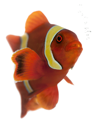 Plan Your Field Trip - Maroon Clownfish (400x500)