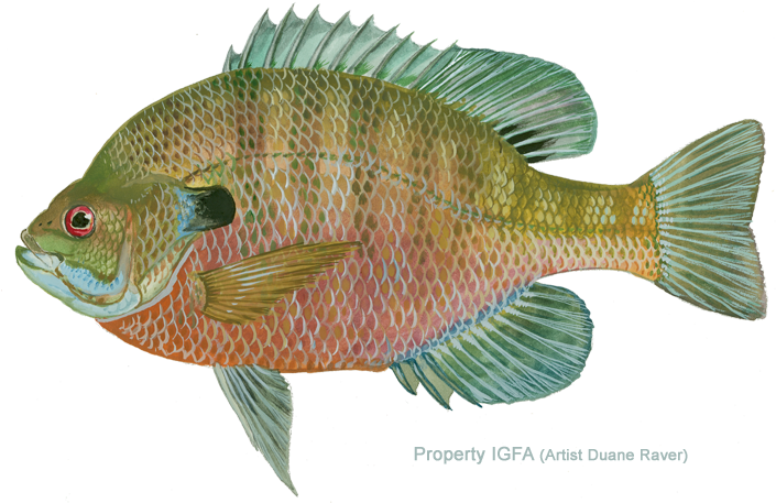 Current All Tackle Record - Fishing (720x462)