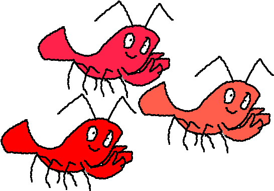 Shrimp - Shrimp (640x400)
