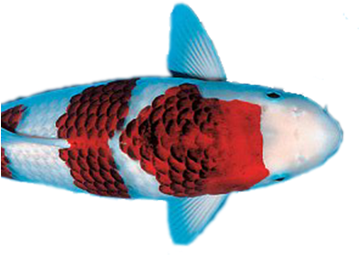 Benefits - Pomacentridae (400x310)