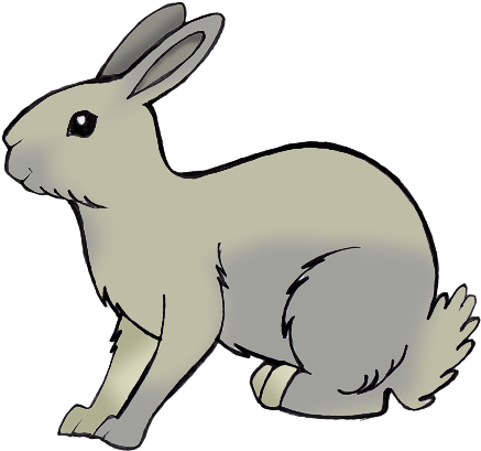 Rabbit - Domestic Rabbit (468x510)