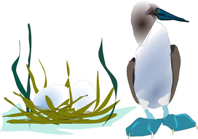 Seabird (800x560)