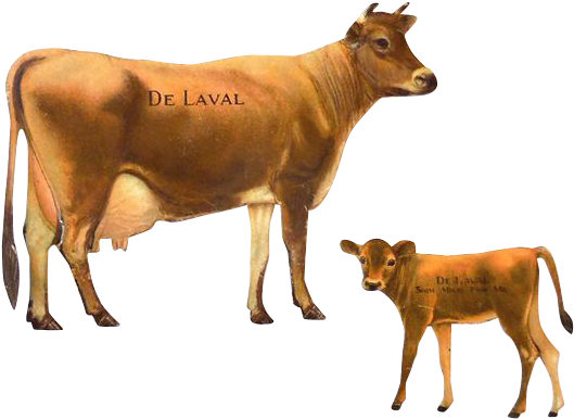 Image - Jersey Cattle (528x528)