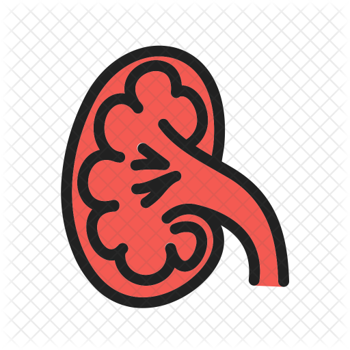 Kidney Icon - Hcs (512x512)