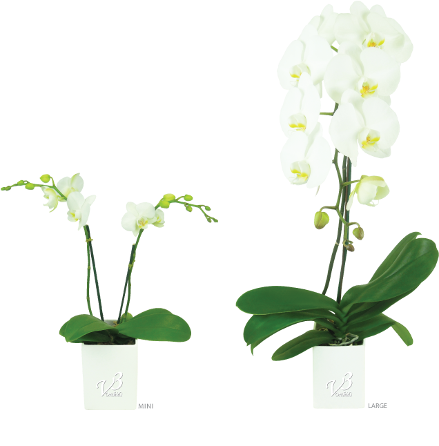 Moth Orchid (800x645)
