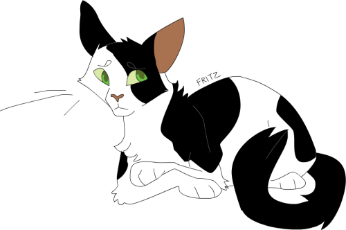 Domestic Short-haired Cat (500x332)