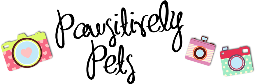 Pawsitively Pets Title Fun - Calligraphy (1000x300)