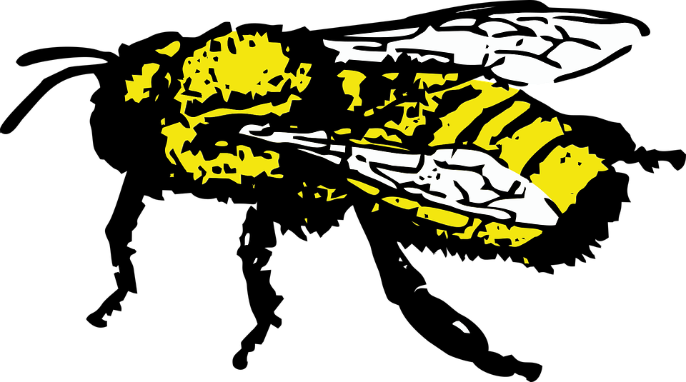 Honey Bee, Insect, Bee - Bee (960x535)