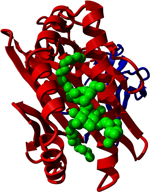 Cd1d, Cd1d - Cd1d (502x632)