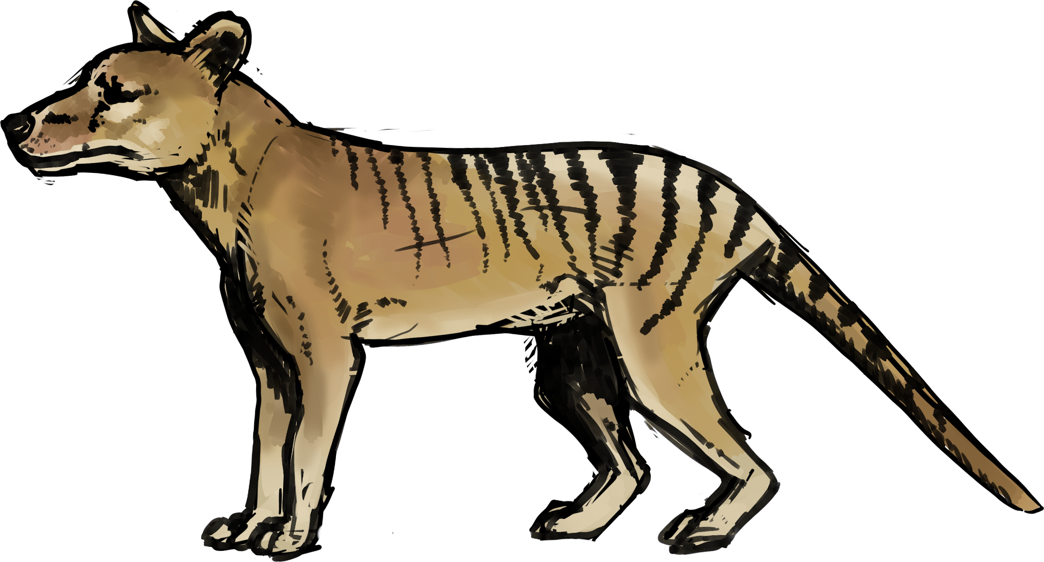 Image Result For Site - Thylacine Transparent (2135x1151)