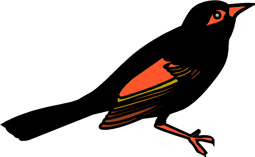 Bill Wallace - Blackbird (960x720)