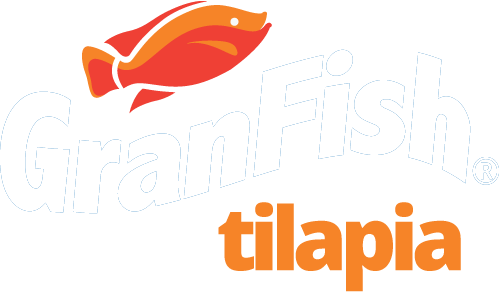 Etapas Tilapia - Tilapia (499x296)