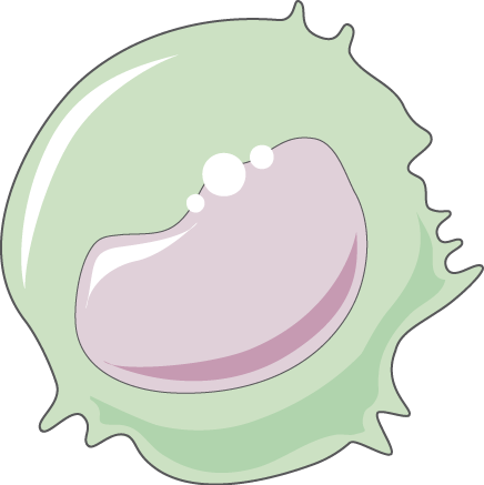 Monocyte - Illustration (436x437)