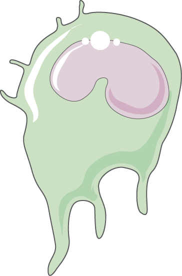 Monocyte - Monocyte (364x552)
