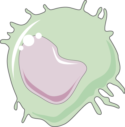 Monocyte - Illustration (423x430)