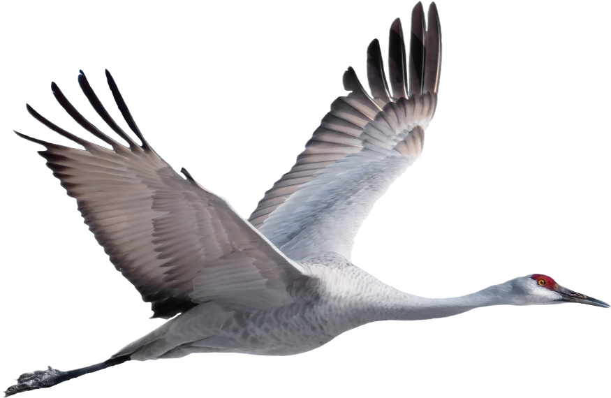 Exit Vr - Sandhill Crane (937x750)