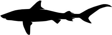 Tiger Shark - Shark (380x380)