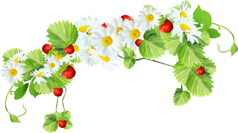 Клипарты На Прозрачном Фоне - Цветы С Прозрачным Фоном (800x448)