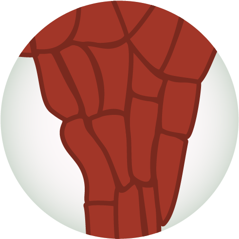 Rhizomes - Illustration (500x500)