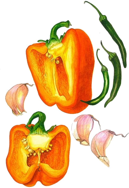 Frutas E Legumes - Bell Pepper Botanical Illustration (428x640)