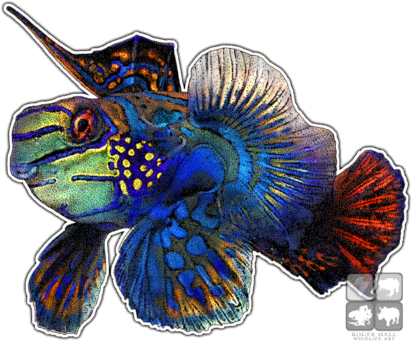Mandarinfish Decal - Mandarinfish (590x488)